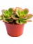 Aeonium Kiwi – Gökkuşağı Sukulent 5 Adet 2