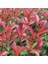 Alev Ağacı [Photinia] Fidanı 50-70 cm boy 3