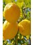 Tüplü Aşılı Üzeri Meyveli Yediveren Limon Fidanı 3 Yaş 2 Adet 1