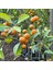 Yenilebilir Bol Meyveli Mini Süs Mandalina Fidanı, 130 cm Üzeri Tüplü ve Aşılı 1