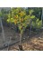 Yenilebilir Bol Meyveli Mini Süs Mandalina Fidanı, 130 cm Üzeri Tüplü ve Aşılı 3