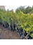 Yenilebilir Bol Meyveli Mini Süs Mandalina Fidanı, 130 cm Üzeri Tüplü ve Aşılı 4