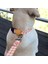 Dog.ist Peachy Premium Sürdürülebilir Küçük ve Orta Irk Köpek Boyun Tasması 2