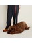 Dog.ist Plaid Premium Sürdürülebilir Küçük ve Büyük Irk Köpek Gezdirme Kayışı 2