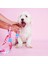 Dog.ist Follow Your Unicorn Premium Sürdürülebilir Orta ve Büyük Irk Köpek Gezdirme Kayışı 2