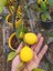 5 Yaş Aşılı Yediveren Mayer Limon Fidanı-Üzeri Meyveli 2