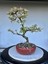 Alacalı Ateş Dikeni Bonsai Ağacı 1