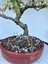Alacalı Ateş Dikeni Bonsai Ağacı 2