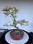 Alacalı Ateş Dikeni Bonsai Ağacı 3