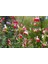 SÜS ADAÇAYI - Salvia Microphylla 'Hot Lips' 2