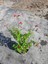 SÜS ADAÇAYI - Salvia Microphylla 'Hot Lips' 4