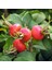 10 Adet Kuşburnu Fidanı Paketi (Rosa Rugosa) 1