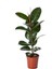 Kauçuk Bitkisi Salon Güzeli (Ficus Elastica) 100 cm 1