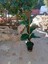 Kauçuk Bitkisi Salon Güzeli (Ficus Elastica) 100 cm 3