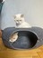 Casugo 2li Kedi Yatağı 50X50X20 Cm, Çörek Şeklinde, Kolay Temizlik Için Ayrılabilir Tasarım 7