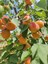 4 Yaş ORANGE RUBY Kayısı Fidanı 1