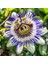 3 Yaş Passiflora (çarkıfelek) Fidanı 1