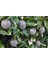 3 Yaş Passiflora (çarkıfelek) Fidanı 2