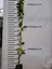 3 Yaş Passiflora (çarkıfelek) Fidanı 3