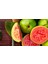 2 Yaş Guava Fidanı 1
