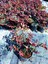 LOROPETALUM - PEMBE RÜYA ÇİÇEĞİ 5 ADET 2