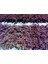 LOROPETALUM - PEMBE RÜYA ÇİÇEĞİ 5 ADET 3