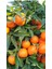 Tüplü Aşılı King Mandalina Fidanı 1