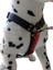 Köpek göğüs tasması orta ve büyük ırk kot göğüs ölçüsü:50-85cm boyun ölçüsü:40-60cm ayarlamalı dog harness GT3-4 5