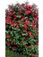 Saksıda Kırmızı Renkli Kamelya Çiçeği Fidanı 60 - 80 cm 2