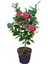 Saksıda Kırmızı Renkli Kamelya Çiçeği Fidanı 60 - 80 cm 3