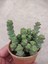 Crassula Mariniera Sukulent-Bol Yavrulu-5.5 cm Saksı 2