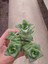 Crassula Perforata Sukulent-Bol Yavrulu-5.5 cm Saksı 1