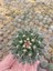 Mamillaria Compressa Kaktüs- Dolgun Formlu-5.5 cm Saksı 1