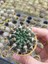 Notocactus  Submammulosus Kaktüs- Dolgun Formlu-5.5 cm Saksı 1