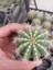 Parodia Magnifica-Sarı Çiçek Açan Kaktüs-5.5 cm Saksı 1