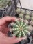 Parodia Magnifica-Sarı Çiçek Açan Kaktüs-5.5 cm Saksı 3