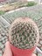 Mammillaria Spinosima Kaktüs-Dolgun Formlu-5.5 cm Saksı 1