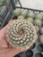 Mammillaria Schlosseri Kaktüs-5.5 cm Saksı 1