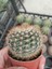 Mammillaria Schlosseri Kaktüs-5.5 cm Saksı 2