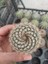 Mammillaria Schlosseri Kaktüs-5.5 cm Saksı 5