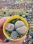 Farkı Renkli Lithops Taş Kaktüs-5.5 cm Saksı 1