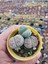 Farkı Renkli Lithops Taş Kaktüs-5.5 cm Saksı 3