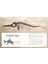 Dinosaurs And Other Prehistoric Life 5