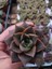 Echeveria Purpusorum Sukulent-5.5 cm Saksı 1