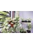 Mini Hedera Salon Sarmaşığı- Alacalı 3 Adet Saksıda 5