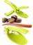 Kestane Çizici Chesnut Cutter 1