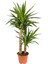 Tekno Trust Yucca Bitkisi 2 Gövdeli Yuka Bitkisi Avize Çiçeği 80 100 cm Ev Bitkisi Salon Bitkisi 2liyuka 2
