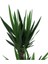 Tekno Trust Yucca Bitkisi 2 Gövdeli Yuka Bitkisi Avize Çiçeği 80 100 cm Ev Bitkisi Salon Bitkisi 2liyuka 3