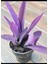 Tradescantia Purple Passion Mor Telgraf Çiçeği Fidanı 10-20 cm 1