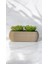 Tekno Trust Yapay Kaktüs Sempervivum Tomentosum Sukulent Bej Saksılı Açık Yeşil Renk 11 Cm. 1